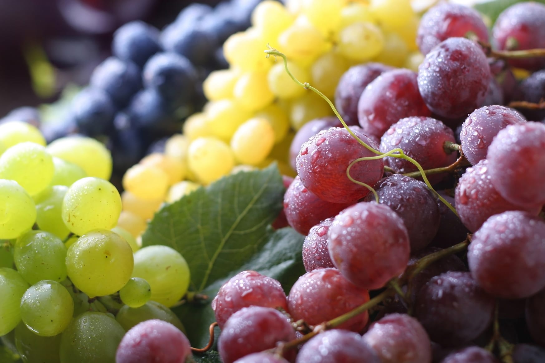 Grape Varieties: Unlocking the Tasty and Healthy Secrets