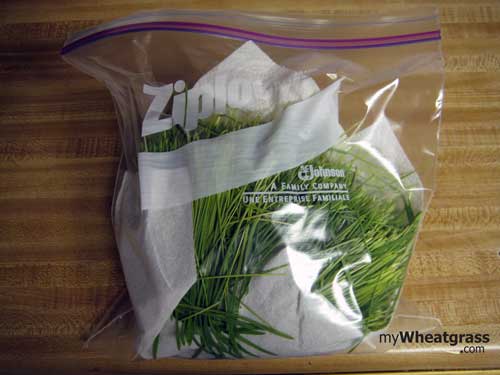 Extend the Shelf Life of Fresh Wheatgrass and Save Money with These Tips