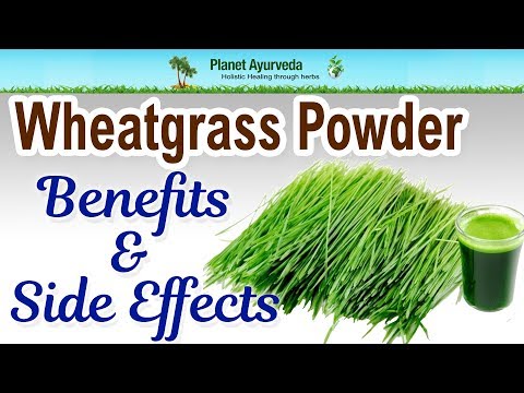 “Wheatgrass: A Superfood with Side Effects? Understanding the Potential Risks of Excessive Consumption”