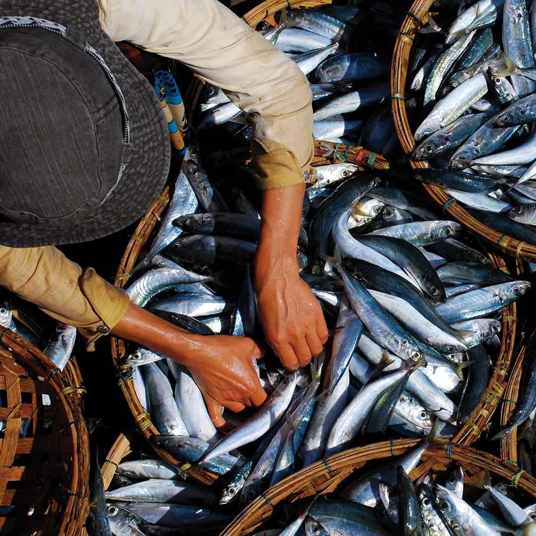 “Reeling in Sustainability: How Sustainable Fishing Practices Protect Our Oceans and Nourish Our Bodies”