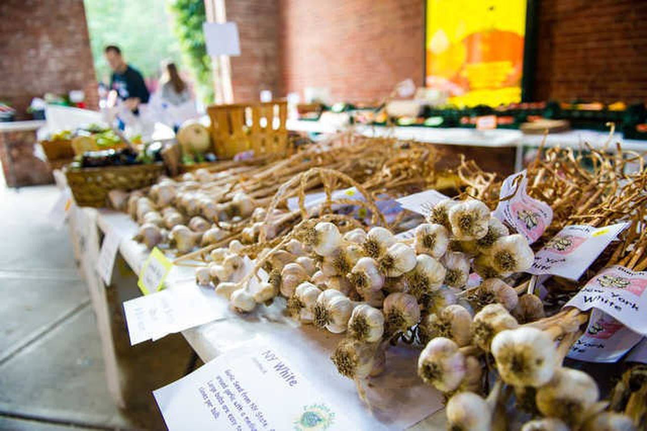 “Embrace the Stinking Rose: Garlic Festivals and Events Celebrate Worldwide”