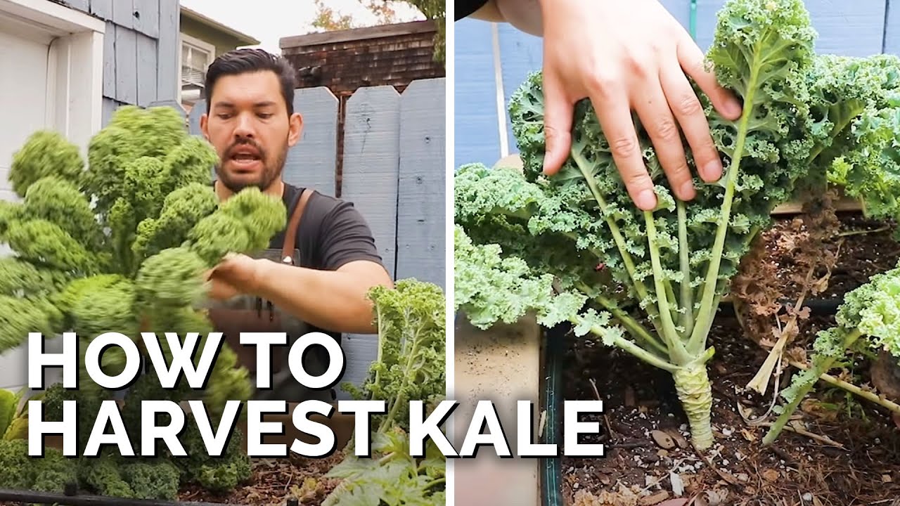“Grow Your Own Nutritional Powerhouse: The Rewards of Growing Kale in Your Garden”