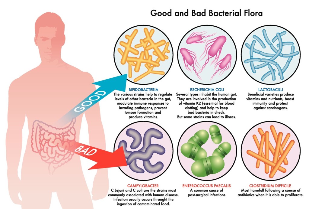 Unlocking the Power of Probiotics: Enhancing Gut Health for Optimal Well-Being