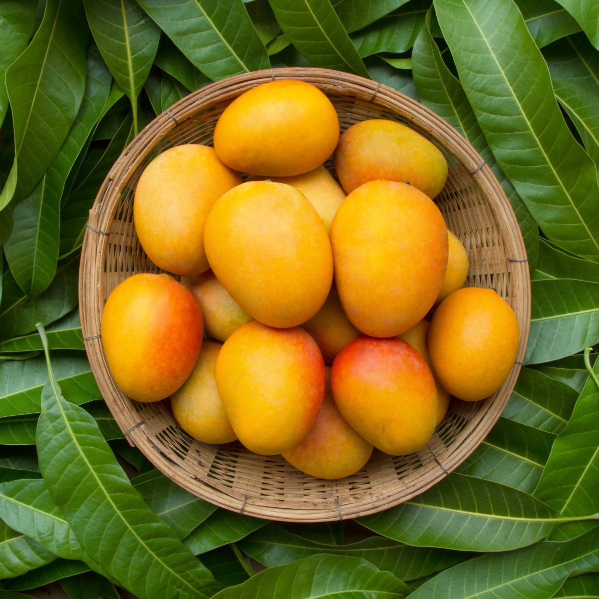 Master the Art of Mango Selection: A Handy Guide to Picking the Perfectly Ripe Mango