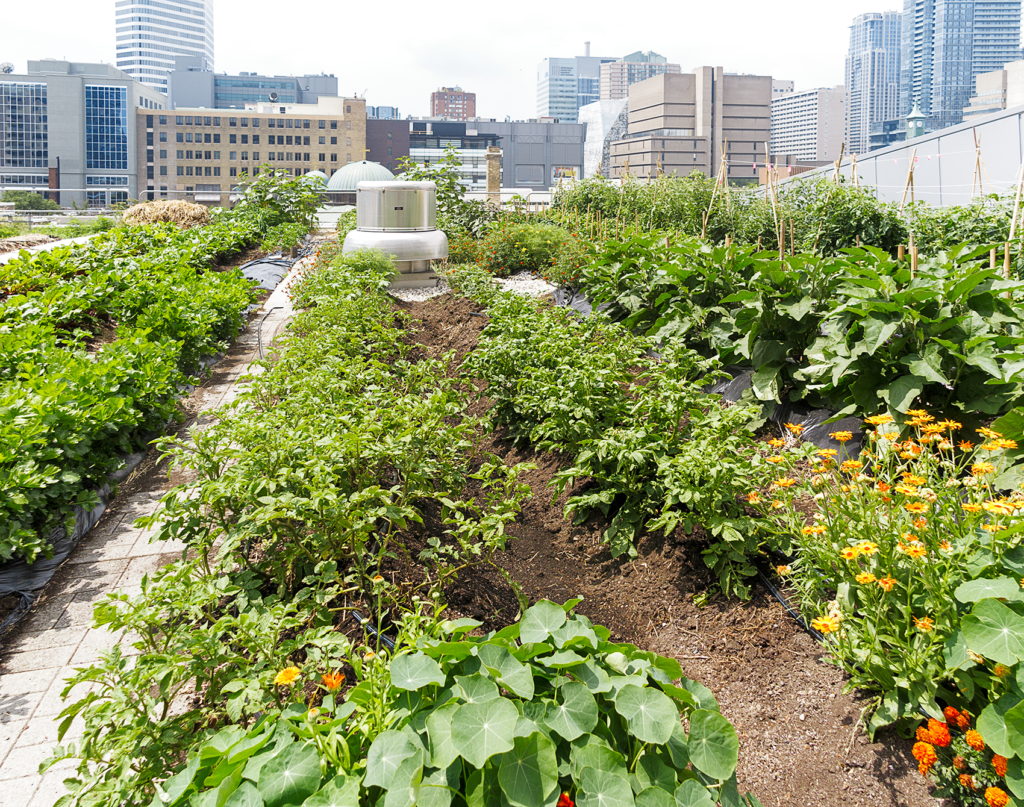 “From City to Garden: The Ultimate Guide to Urban Farming”