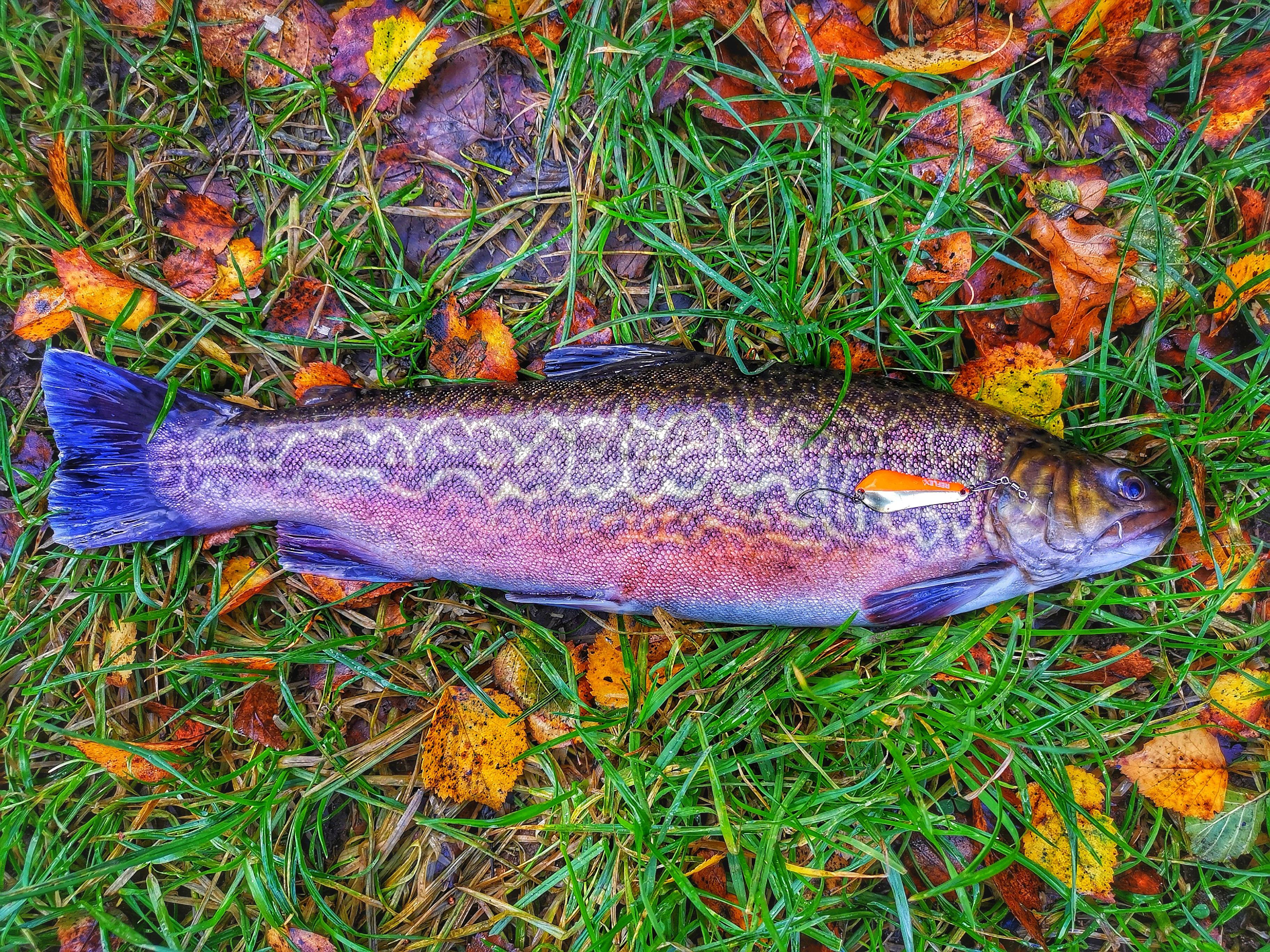 Trout: The Fishy Delight for a Healthy Palate