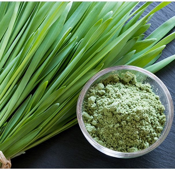 "Wheatgrass Powder: The Nutritional Powerhouse Your Health Needs"