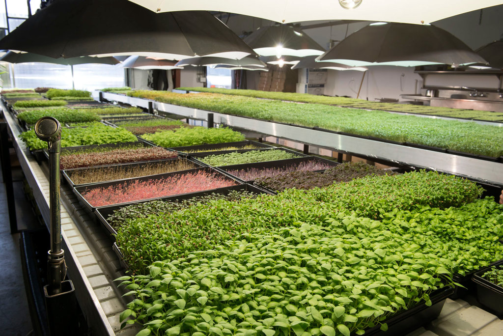 “Calculating ROI for a Profitable Microgreen Farm: 8 Key Factors to Consider”