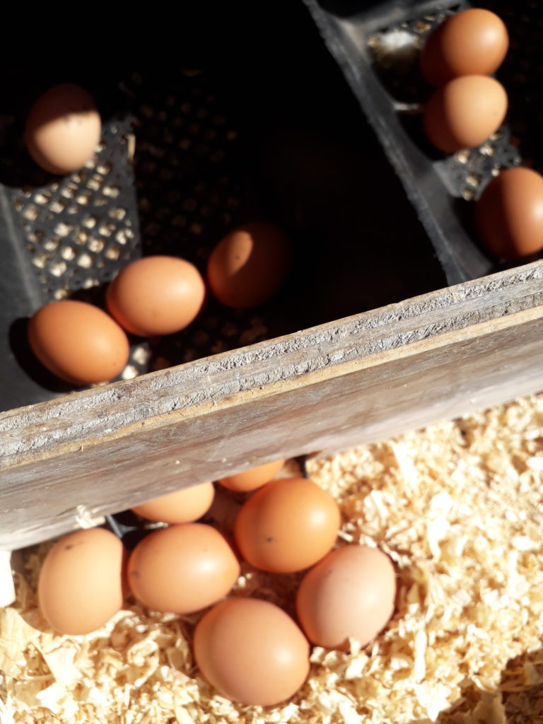 “Cracking the Profit Code: Free-Range Eggs Offer Financial Benefits for Farmers”