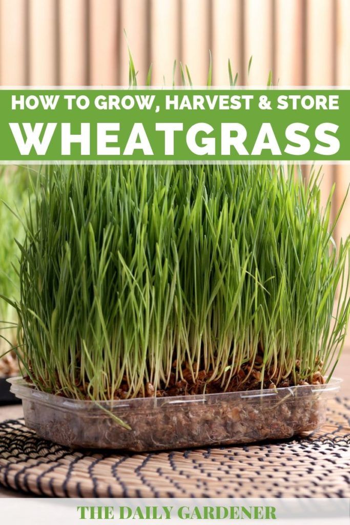 “Wheatgrass on a Budget: Affordable Ways to Enjoy the Health Benefits”