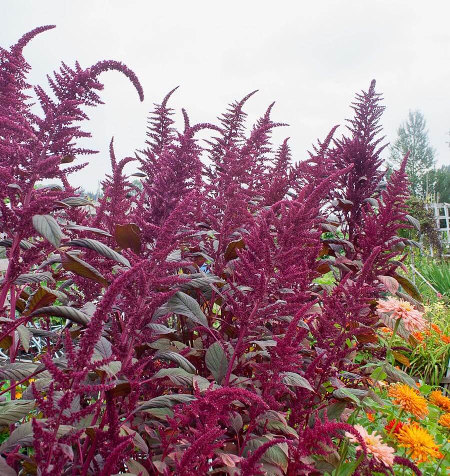 “15 Reasons to Embrace Amaranth: The Nutrient-Rich Grain Taking the Health Community by Storm”