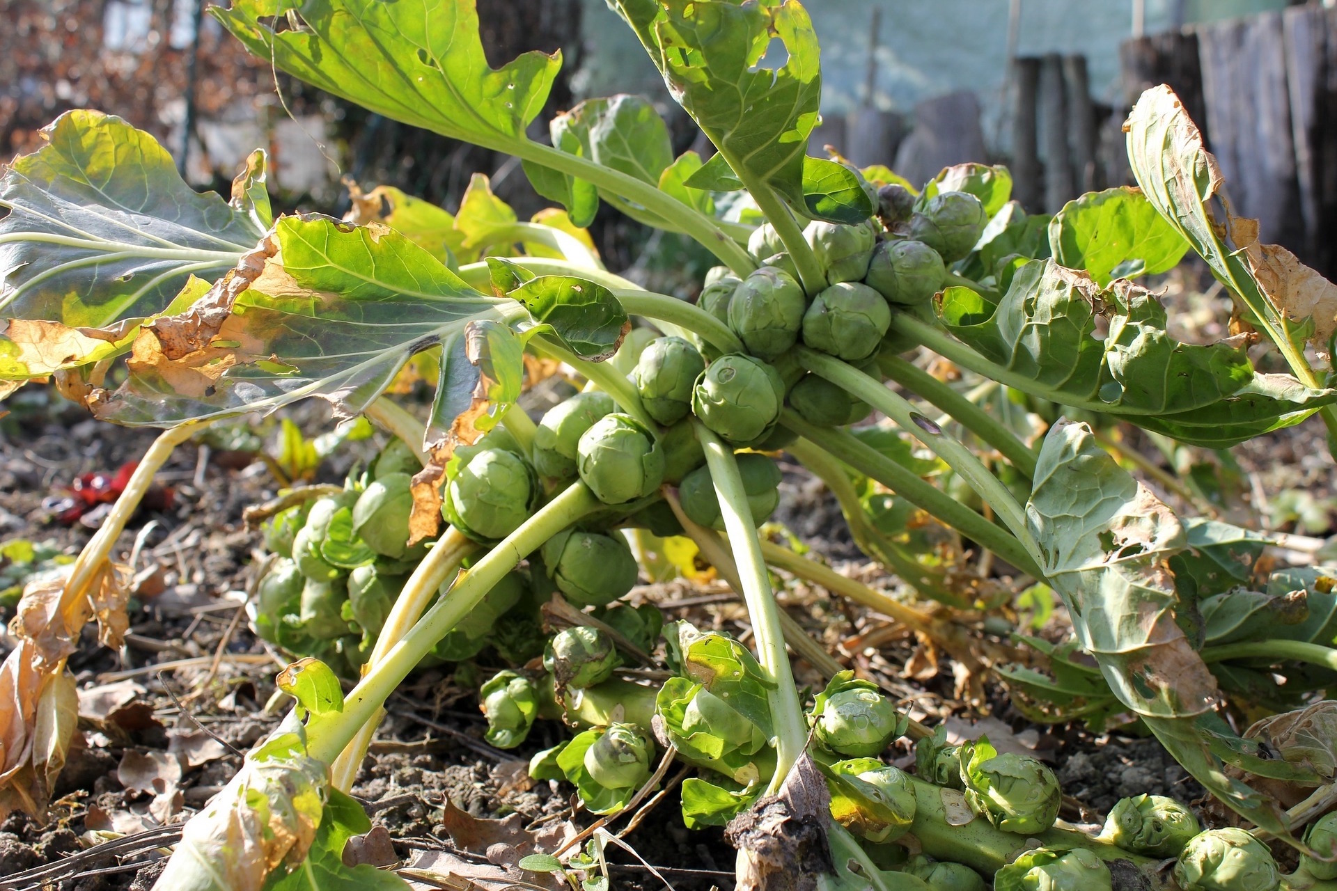 “Get Your Hands Dirty and Grow Your Own Brussels Sprouts: A Rewarding Journey to Fresh and Nutritious Produce!”