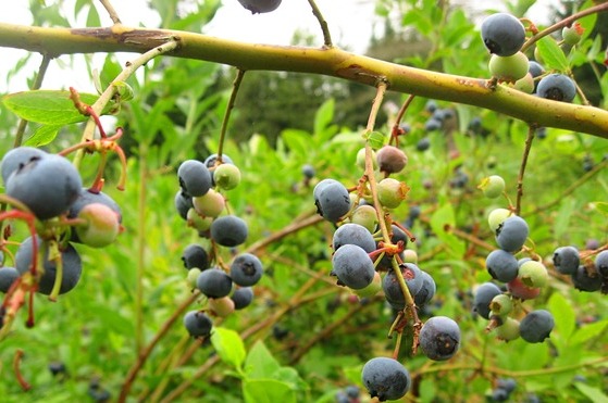Exploring the Fascinating World of Blueberries: From History to Skincare, Cocktails, and More