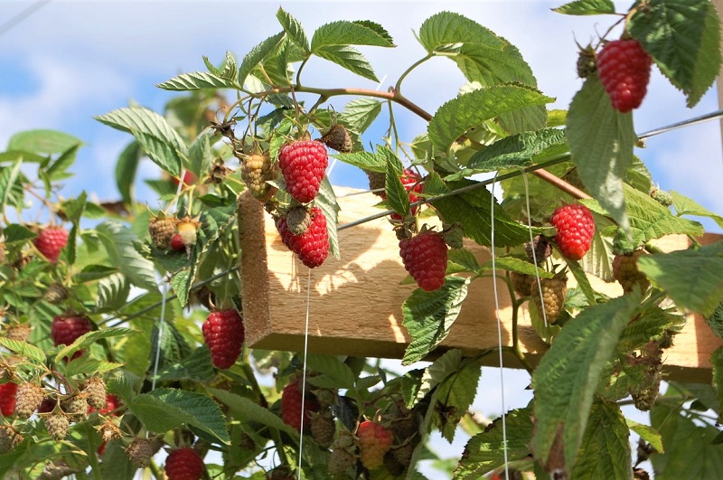 The Sweet and Tangy Journey of Raspberry Cultivation – Wynter's Wellness