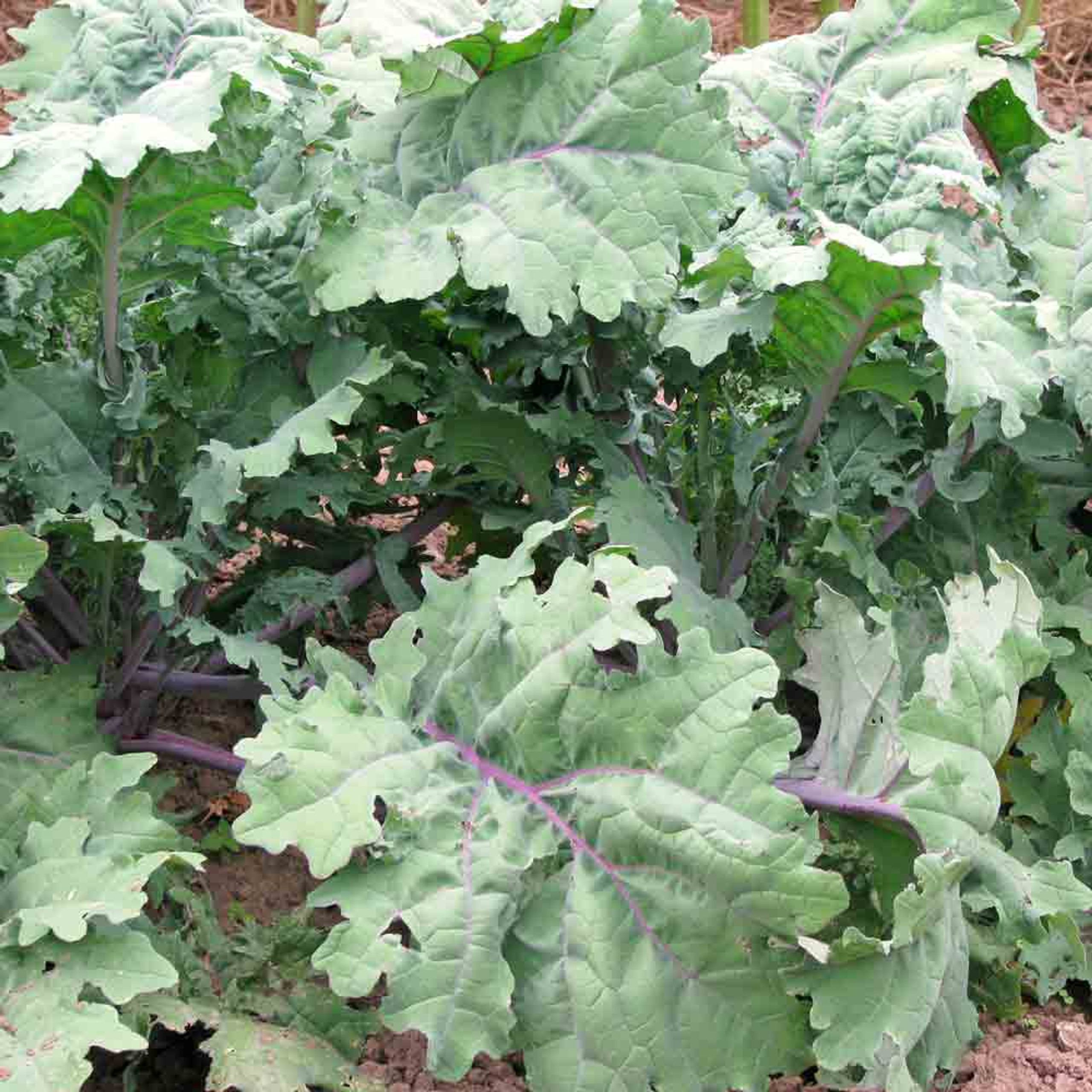 “Red Russian Kale: The Nutrient-Packed Superfood That Adds Color and Health to Your Plate”