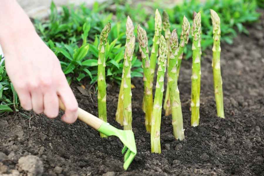 “Unveiling the Hidden Costs: The Top 10 Factors Behind Asparagus Production Expenses”