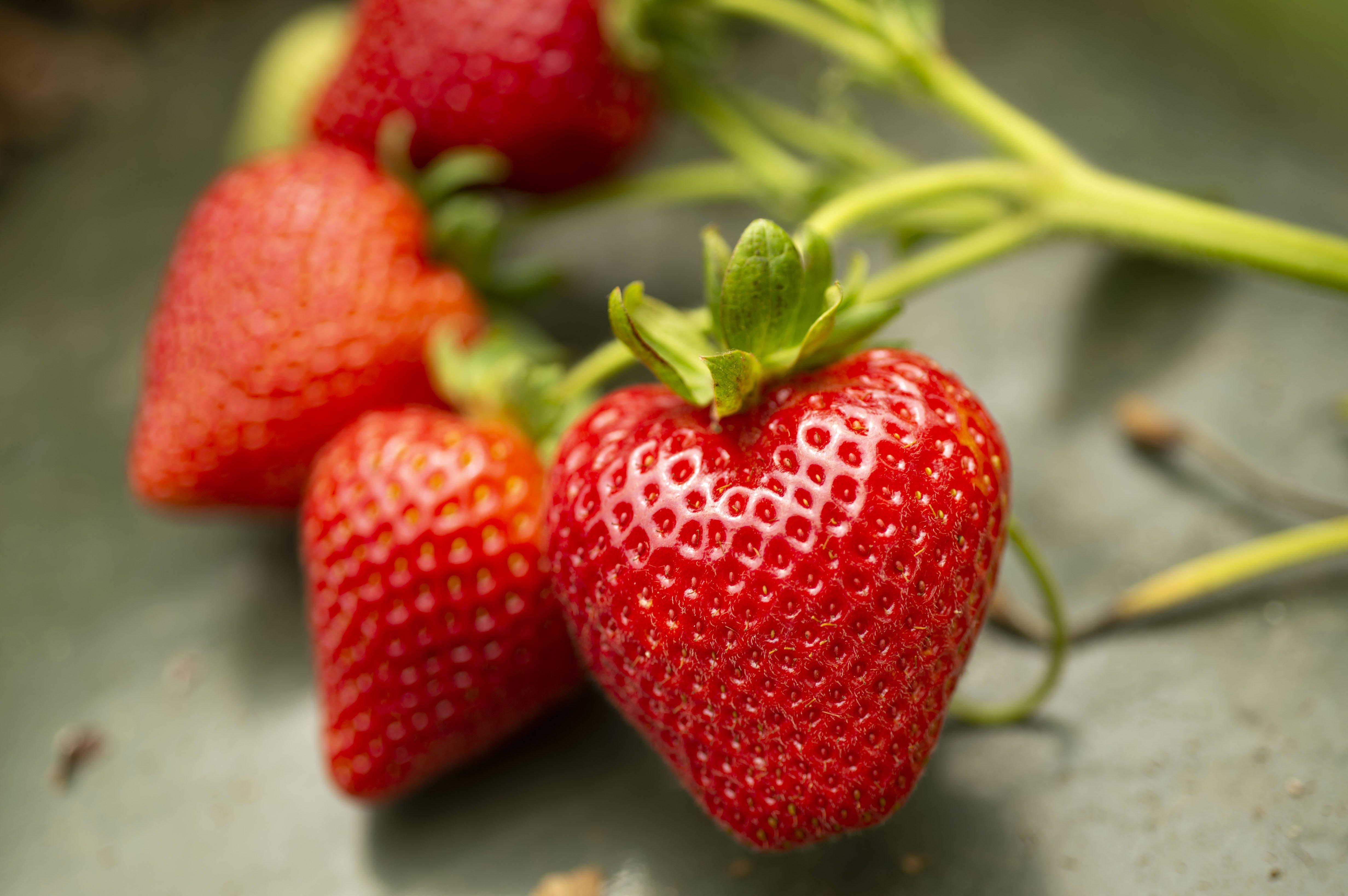 “Strawberries: A Delicious Journey through History, Varieties, and Surprising Uses”