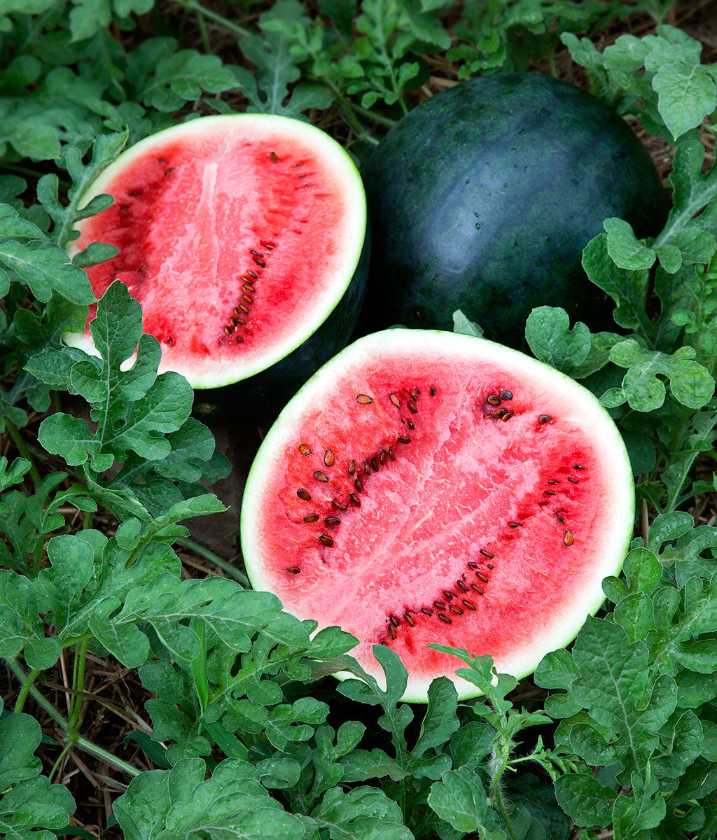 Uncovering the Delicious Delights of Heirloom Watermelons