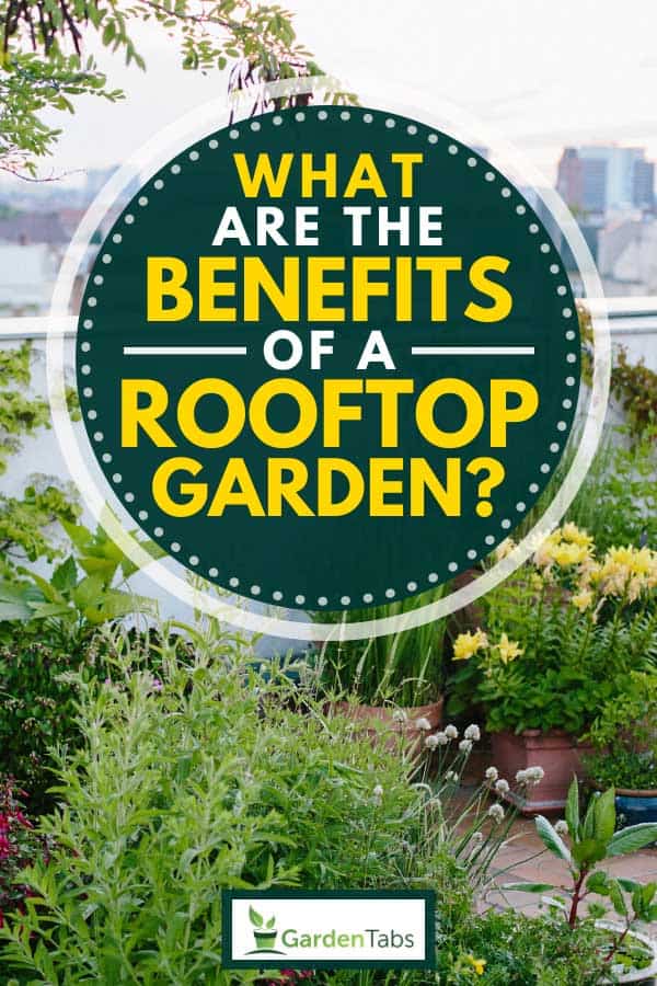 “Rooftop Gardens: The Green Revolution Taking Urban Areas by Storm”