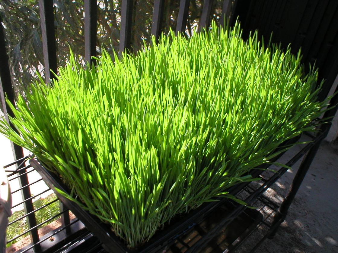 Grow Your Own Wheatgrass and Reap the Health Benefits at Home!