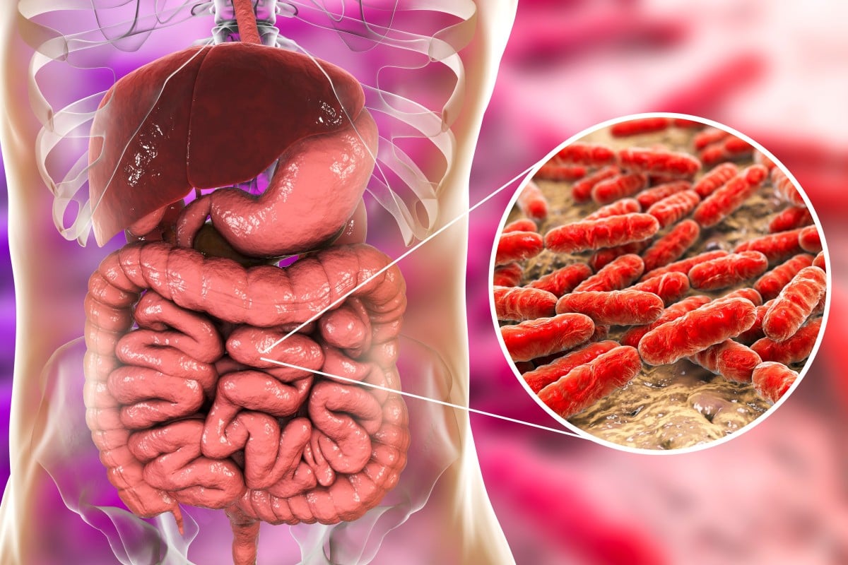 Unlocking the Power of the Gut Microbiome: A Key to Health and Vitality