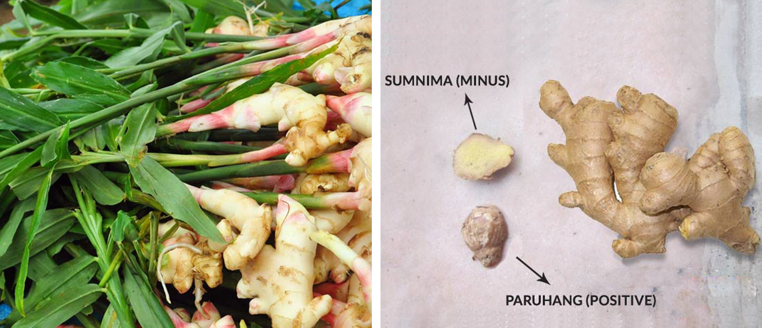 The Global Spice: Exploring the Culinary and Medicinal Wonders of Ginger