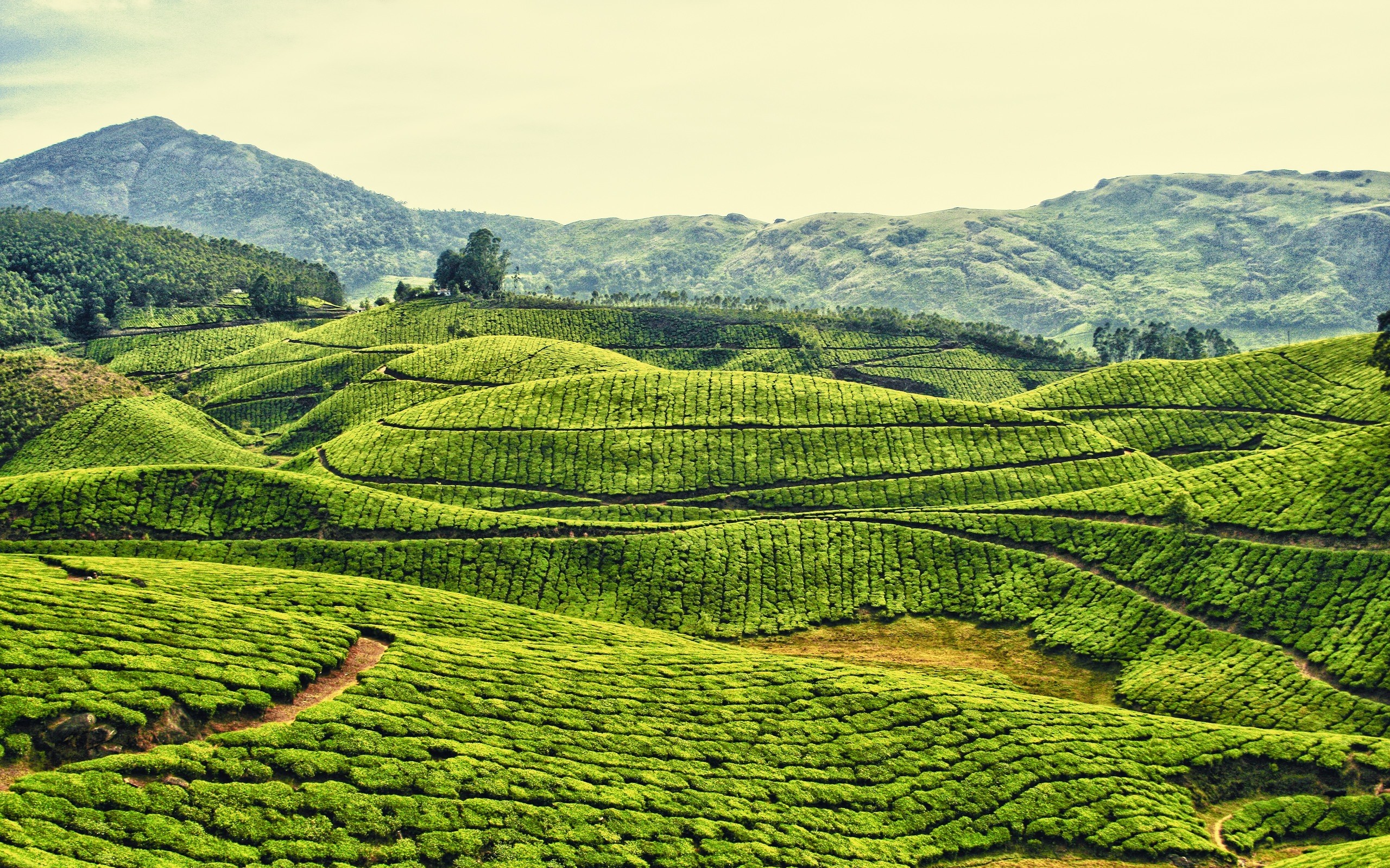 Unveiling the Magical World of Tea Plantations: From Leaves to Sips