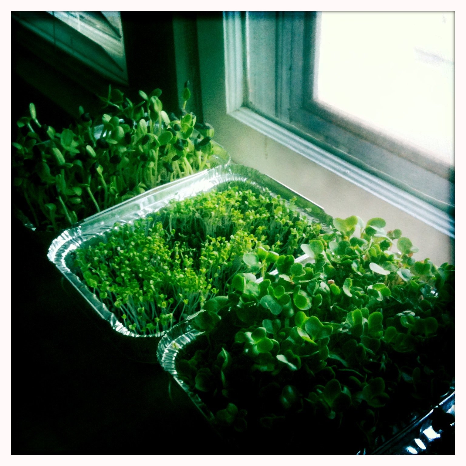 “Sprouting Success: A Guide to Growing Microgreens Indoors for Fresh and Nutritious Greens”