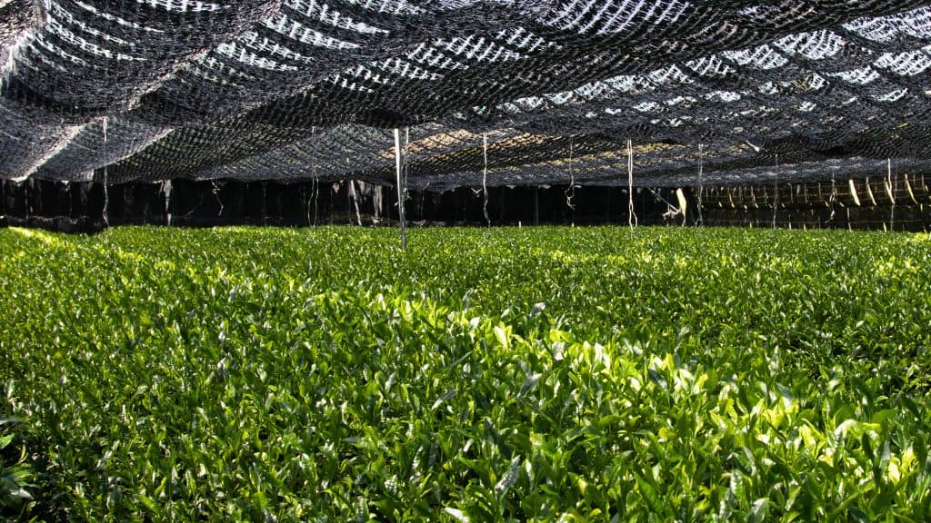 Unveiling the Meticulous Art of Matcha Cultivation: From Fields to Your Cup