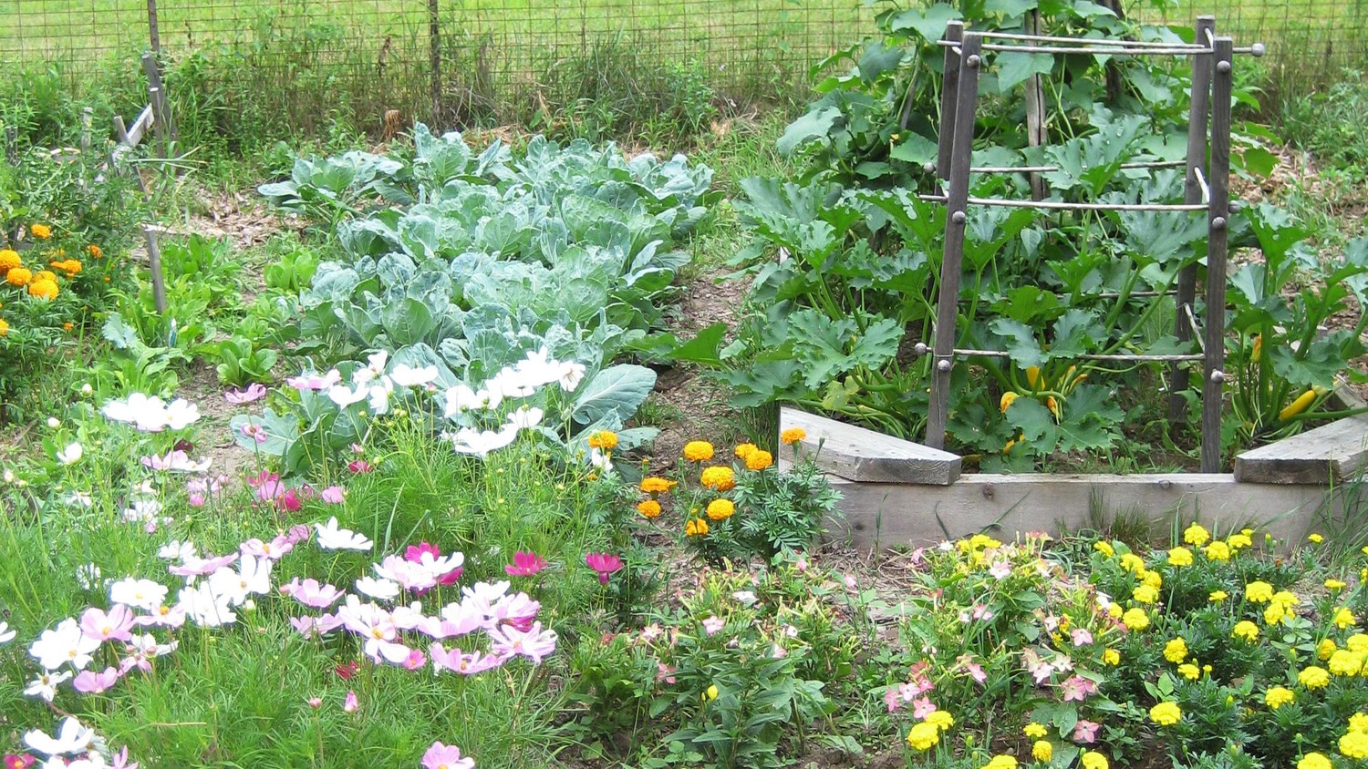 “Grow Your Own Organic Bounty: Budget-Friendly Tips for Homegrown Goodness!”