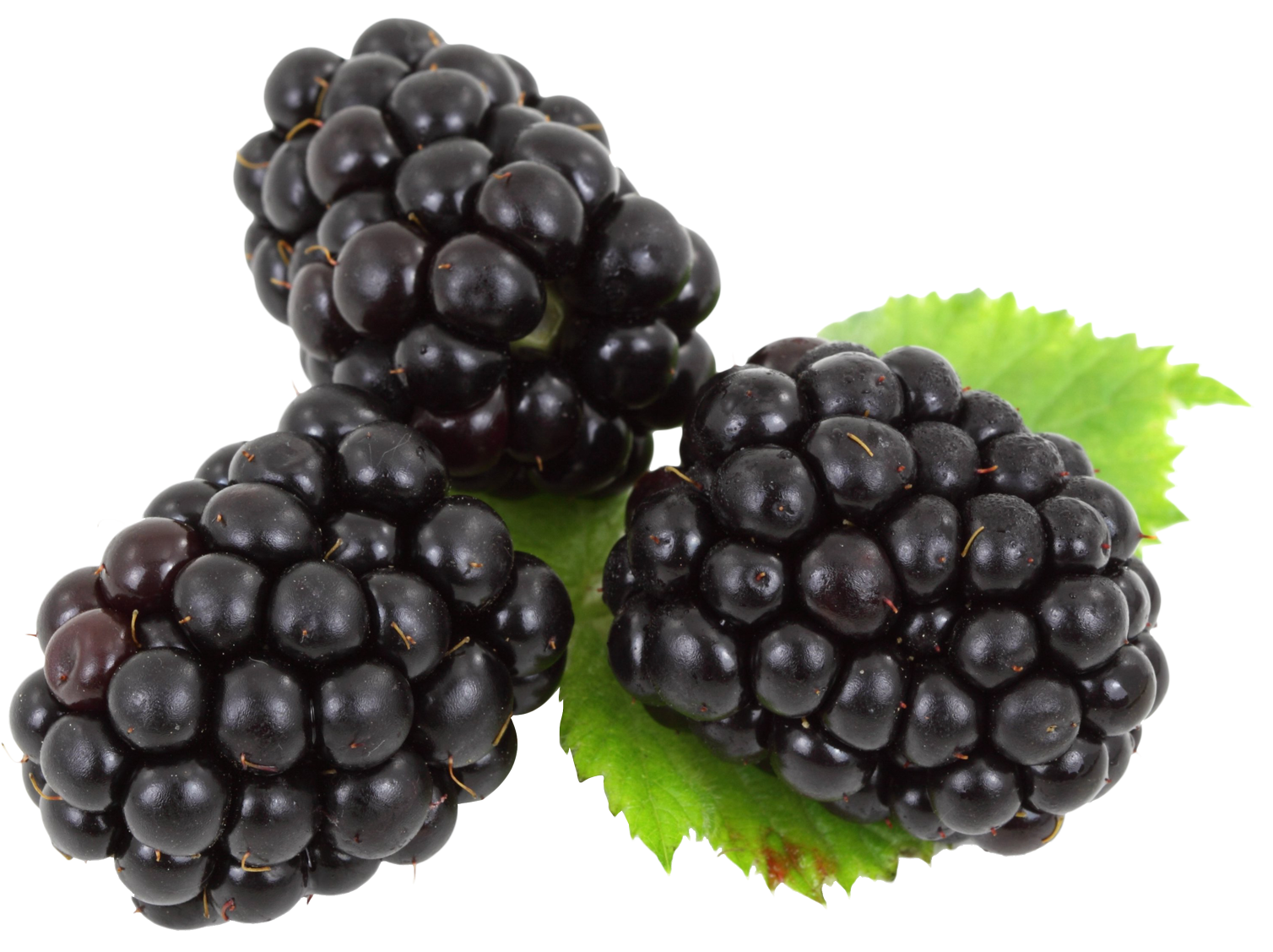 Savor Savings: Budget-Friendly Ways to Enjoy Blackberries