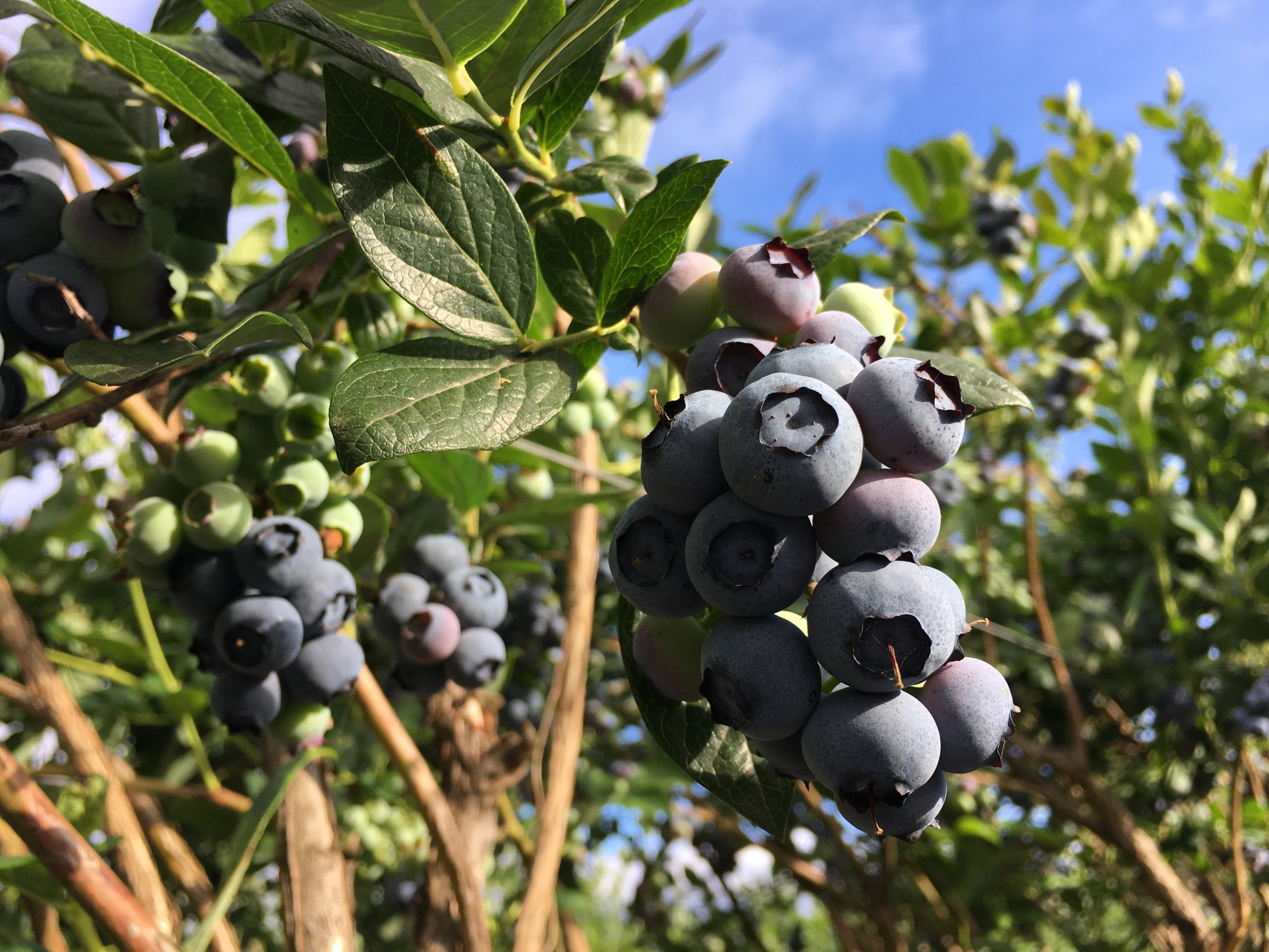 The Evolution of Blueberries: From Wild Fruit to Superfood Sensation