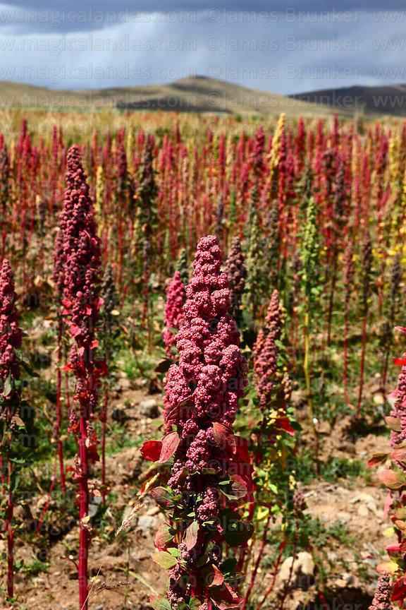 Quinoa Cultivation Takes Root in Africa: A Nutritious Solution for Healthy Eating