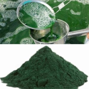 Spirulina Superfood: From Cultivation to Consumption, A Global Phenomenon