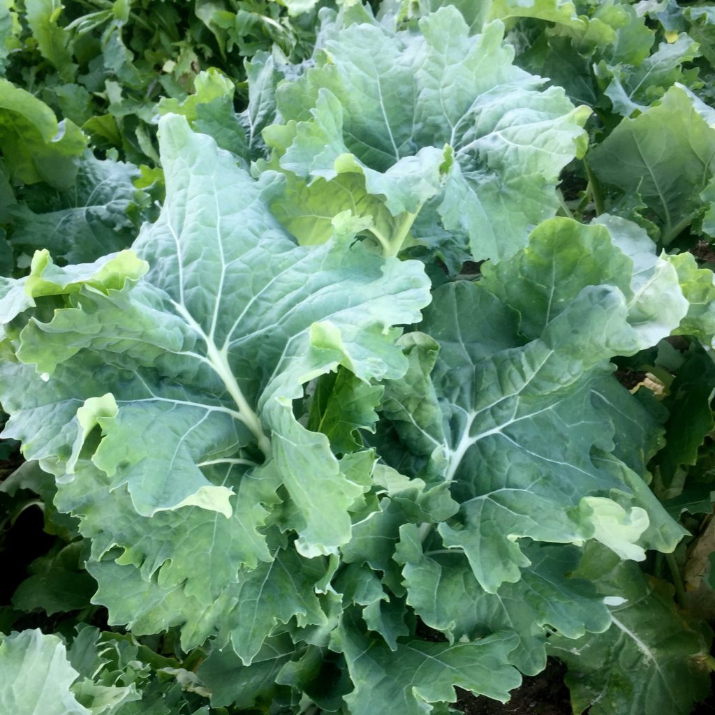 “Comparing Prices: Kale Varieties Unveiled – Which One Fits Your Budget?”