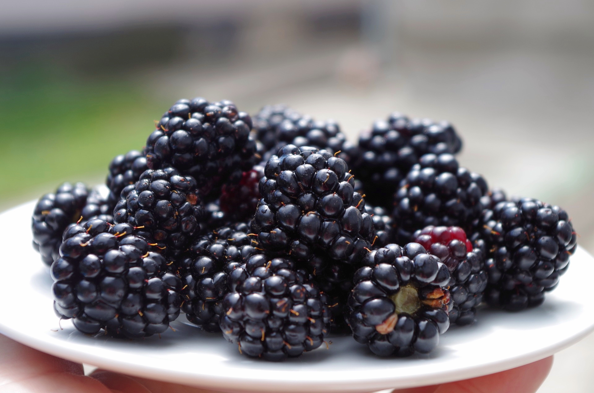 Berrylicious Summer Fun: Blackberry Festivals Celebrate Health and Flavor