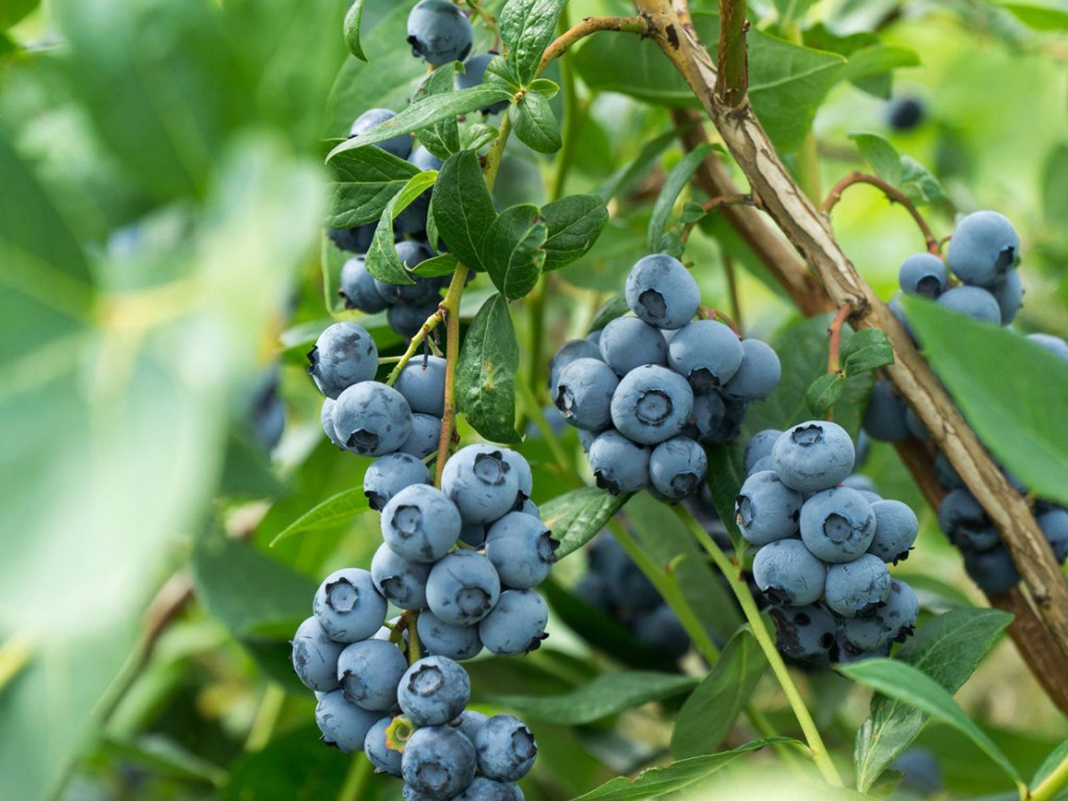 “From Highbush to Wild Mountain: Exploring the Delicious Variety of Blueberries”
