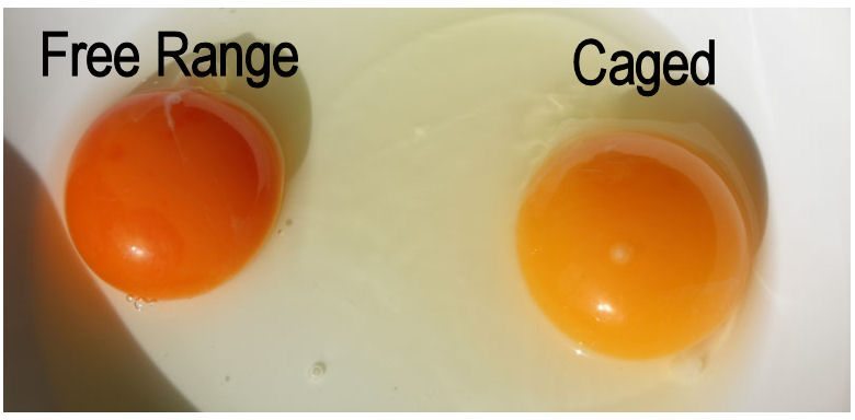 “Cracking the Benefits of Free-Range Eggs: Nutritional, Sustainable, and Delicious!”
