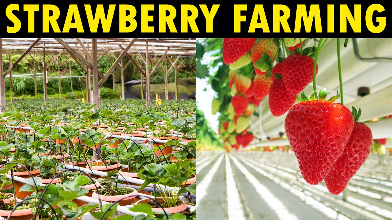 The Economics Behind Strawberry Farming: From Farm to Table