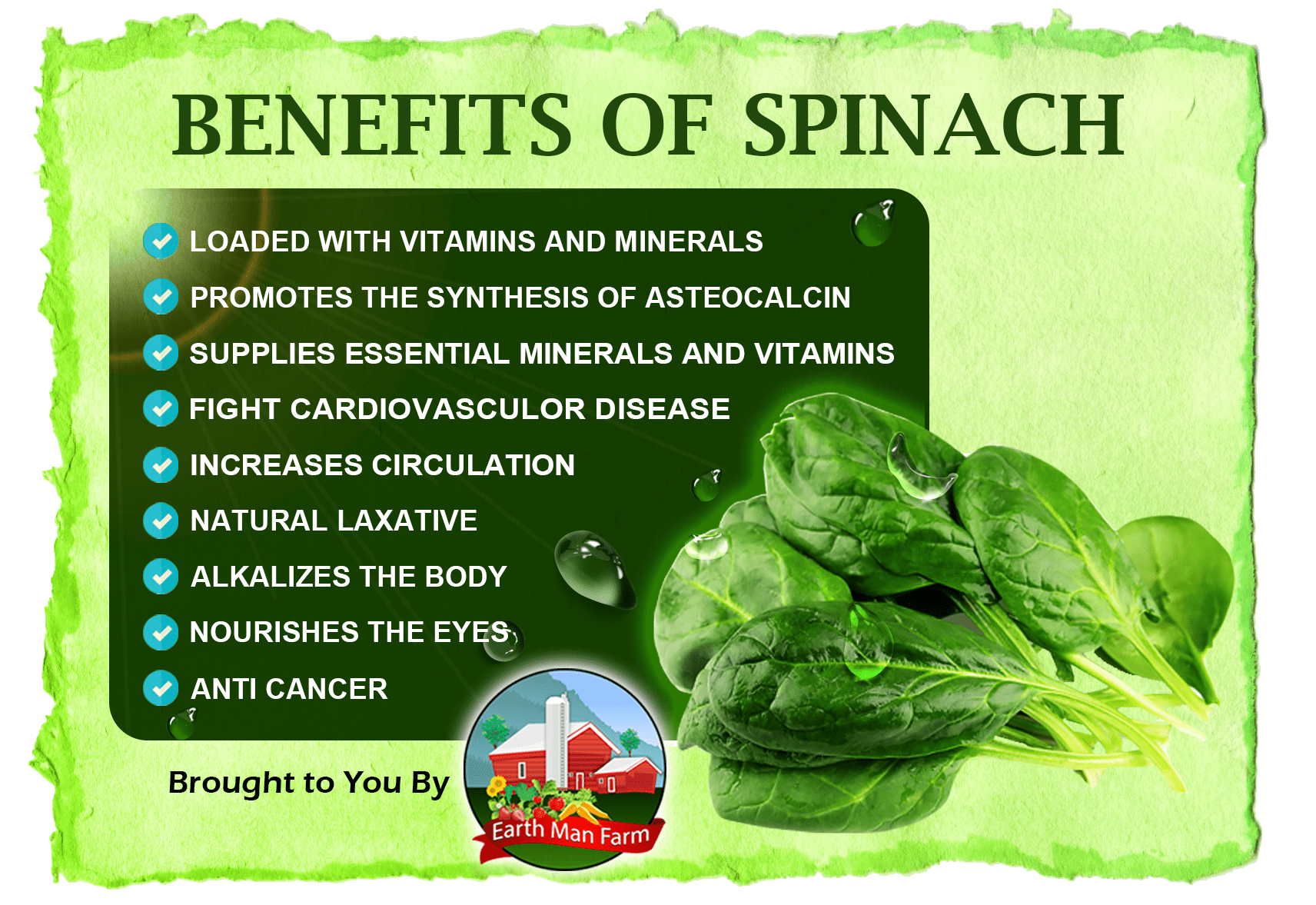 Spinach: The Nutritional Powerhouse Taking the World by Storm
