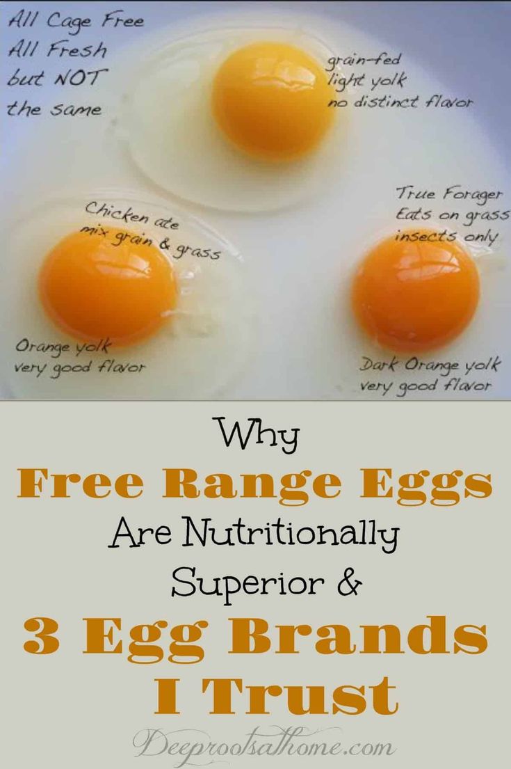 “Cracking the Case: The Complete Guide to Free-Range Eggs and What You Need to Know”