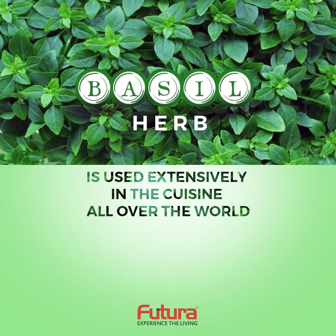 Boost Your Meals with Basil: Flavorful Herb Packed with Health Benefits