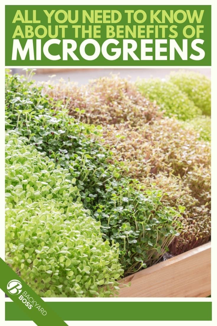 Harnessing the Mighty Microgreens: Growing, Consuming, and Utilizing for Optimal Health