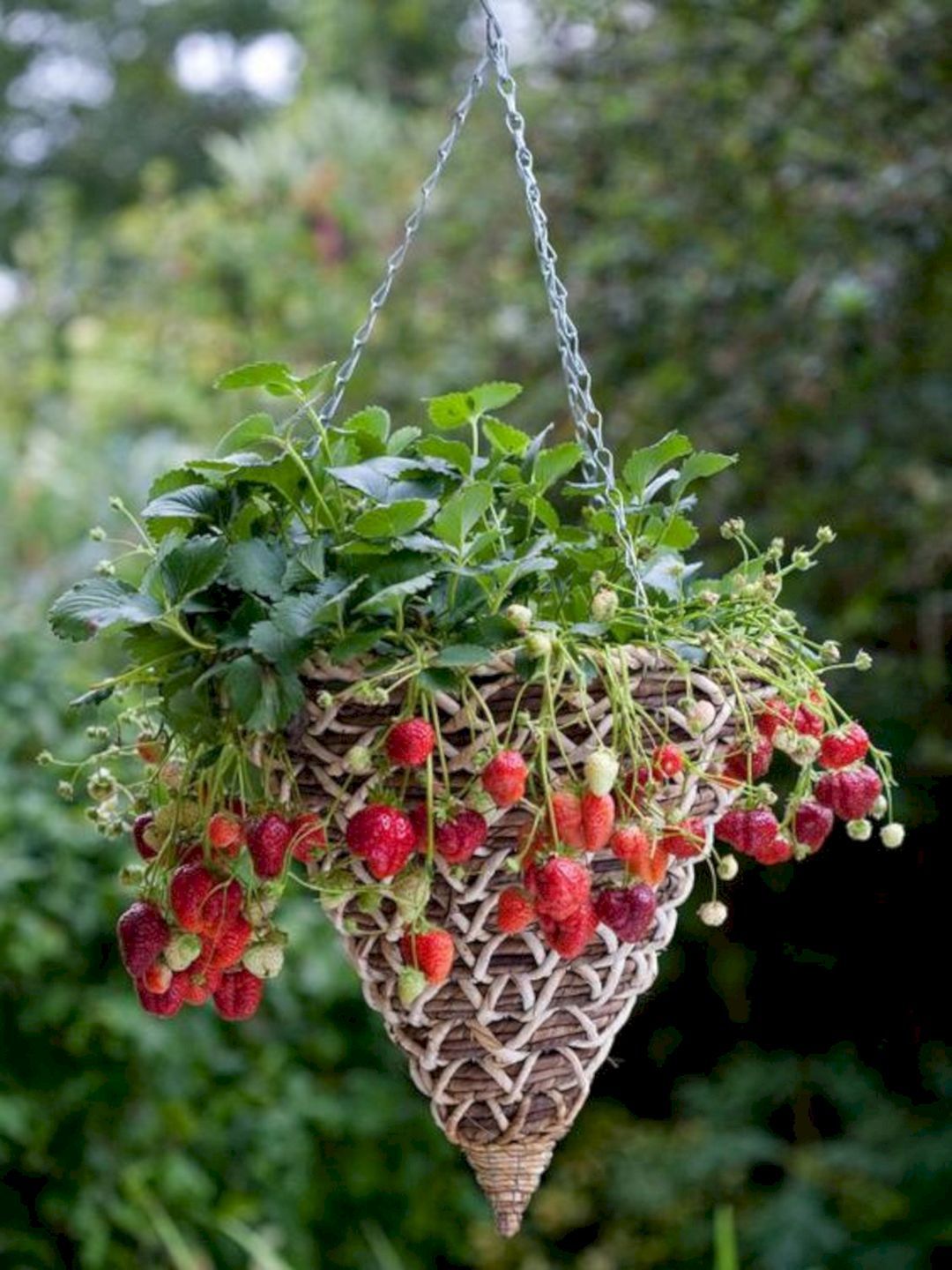 “From Garden to Cup: The Sweet and Healthy Benefits of Growing and Using Strawberries!”