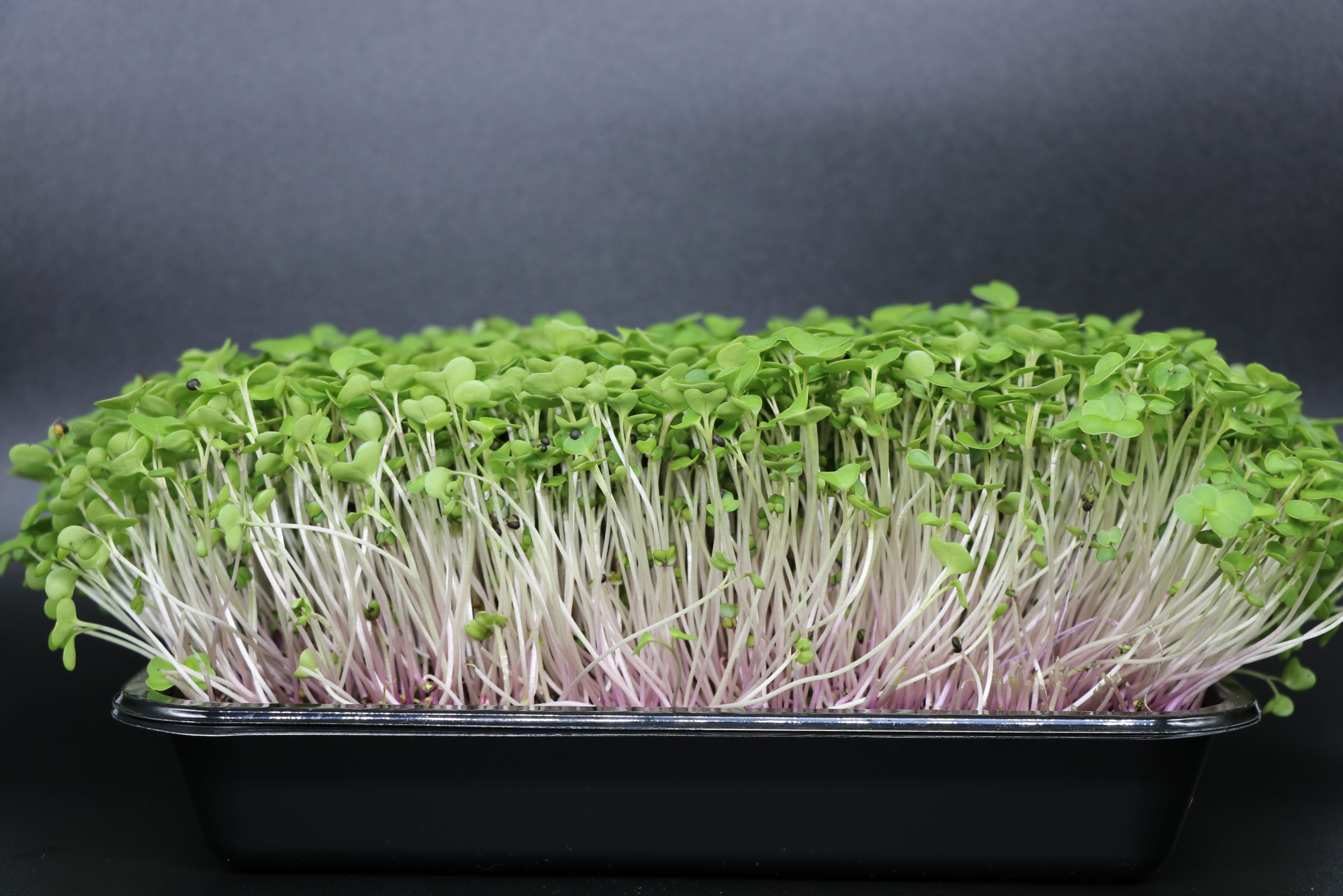 Harness the Nutritional Power of Kale Microgreens for a Healthier You