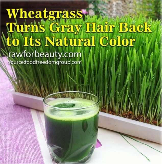 Unveiling the Potential of Wheatgrass for Hair Growth: Expert Panel Discussion