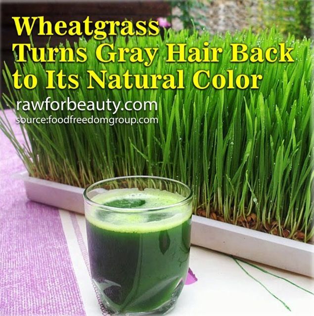 Unveiling the Potential of Wheatgrass for Hair Growth: Expert Panel Discussion