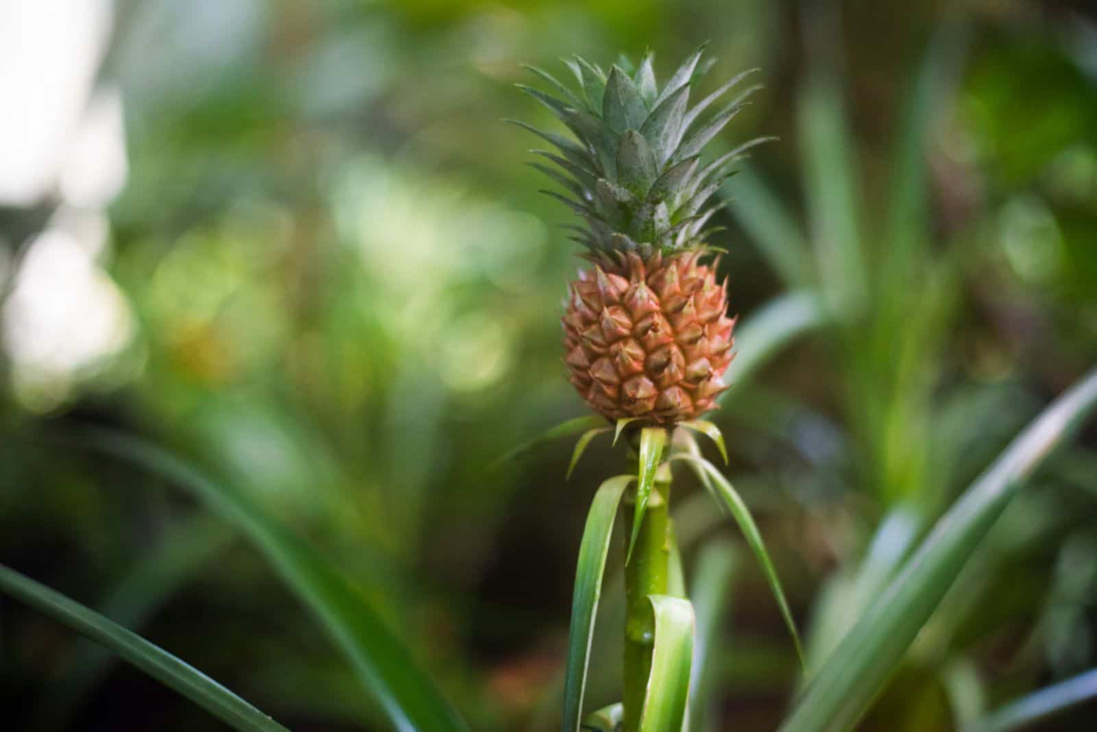 Unleashing the Full Potential of Pineapples: From Skin to Stem, Every Part Offers Benefits