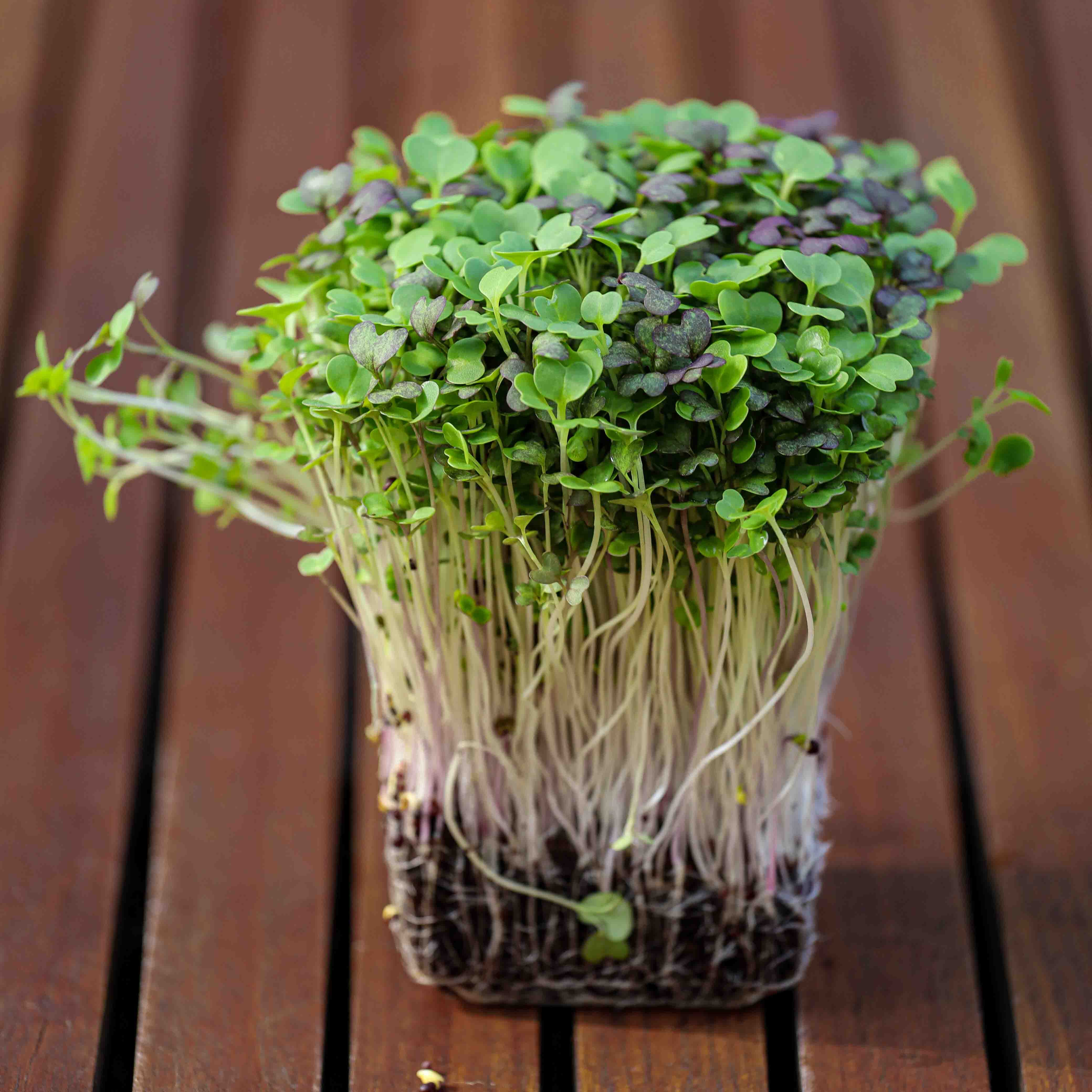 Asian Microgreens: Tiny Greens with Big Flavor and Health Benefits