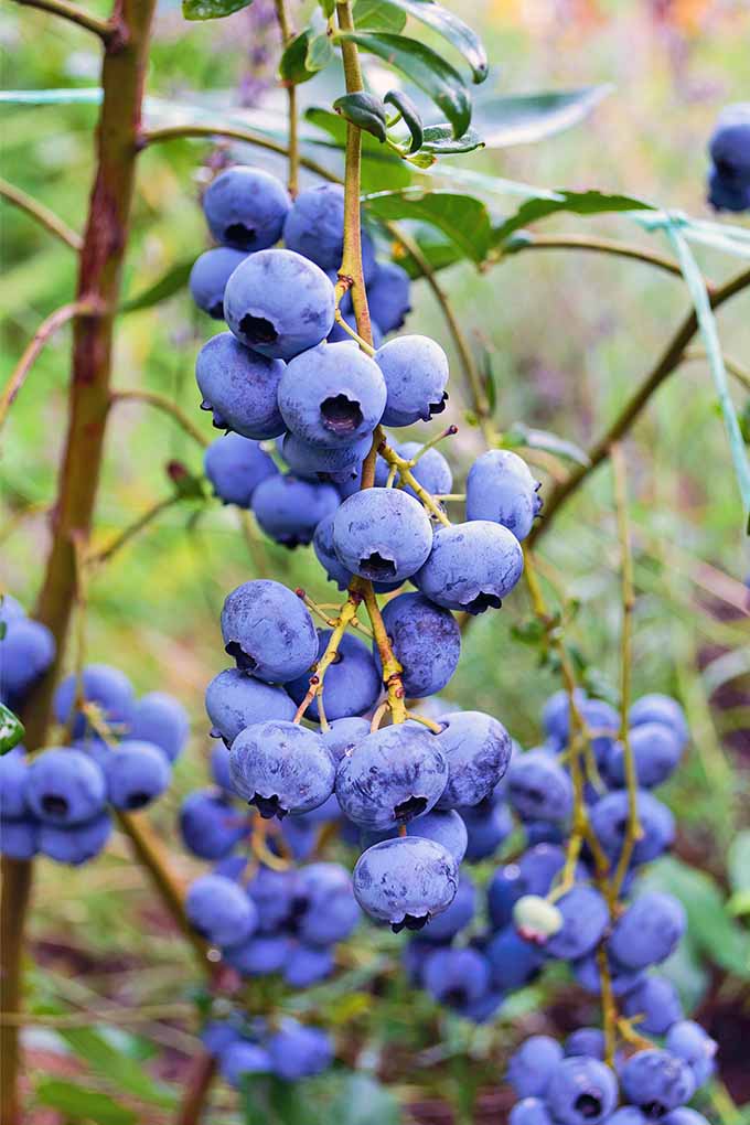 Blueberries: Delicious, Nutritious, and Versatile!
